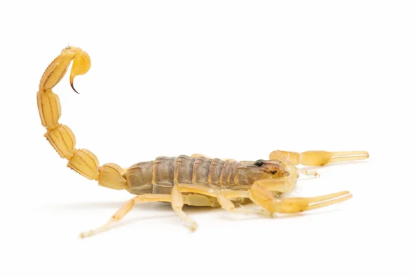 Skorpioni — kuvapankkivalokuva