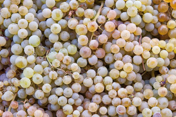 Fresh grapes — Stock Photo, Image
