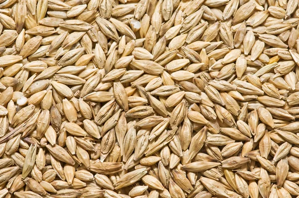 新鲜收获的大麦 — 图库照片
