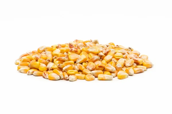 Свежесобранная кукуруза — стоковое фото