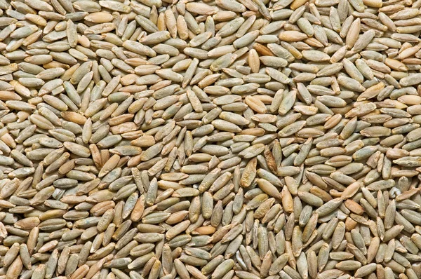 新鲜收获的黑麦 — 图库照片