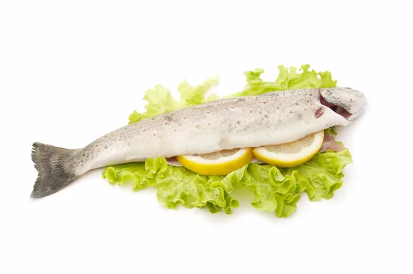 stock image Wild trout