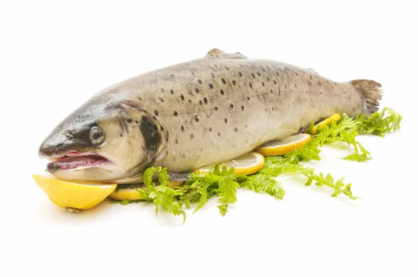 stock image Wild trout