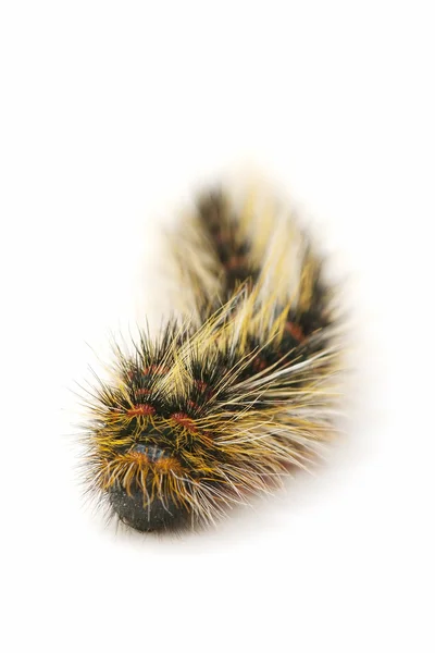 stock image Hairy caterpillar