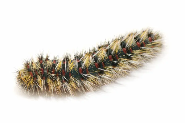 Hairy caterpillar — 스톡 사진