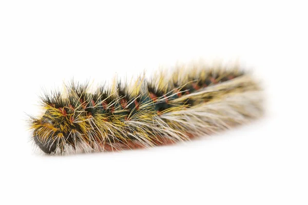 stock image Hairy caterpillar