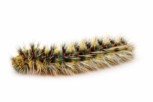 stock image Hairy caterpillar