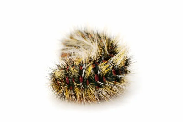 Hairy caterpillar — Stock Fotó