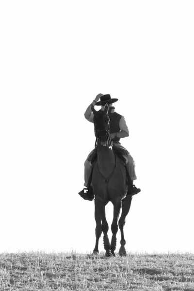 Jinete y su caballo —  Fotos de Stock