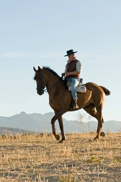 Всадник и его лошадь — стоковое фото