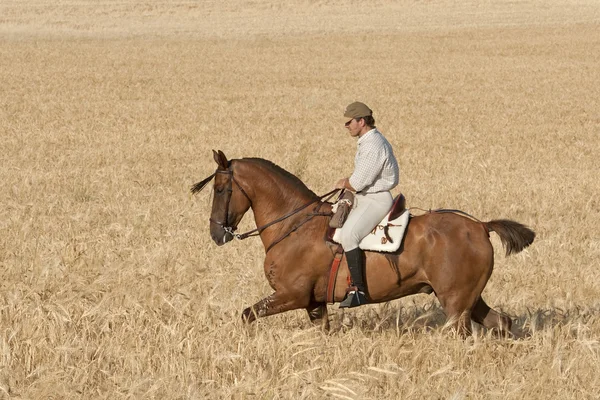 Rider and his horse — Stockfoto