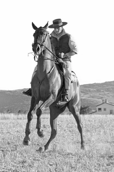 Cavaliere e il suo cavallo — Foto Stock