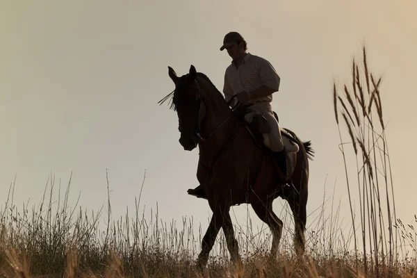 Всадник и его лошадь — стоковое фото
