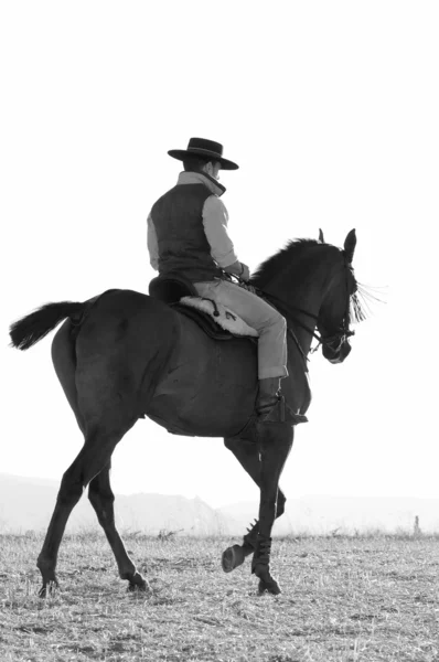 Jinete y su caballo — Foto de Stock