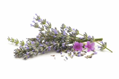 Lavender herb clipart