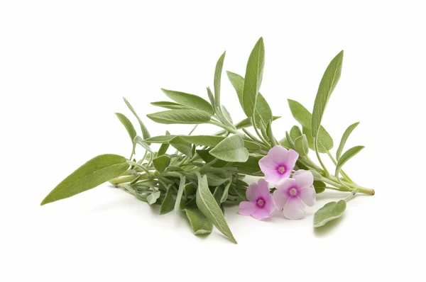 Sage herb — Stock Photo, Image