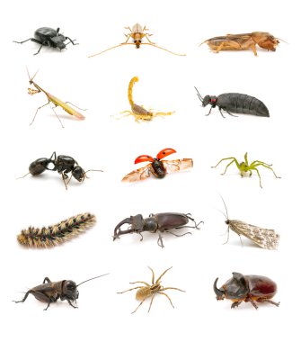 Insect collection isolated on white background clipart