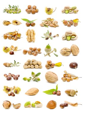 Mixed nuts clipart