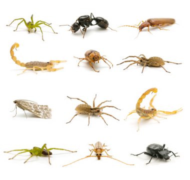 Variety of insects clipart