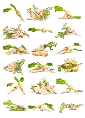 Sugar beet clipart