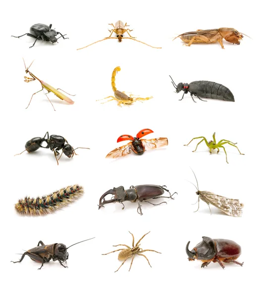 Коллекция насекомых на белом фоне — стоковое фото