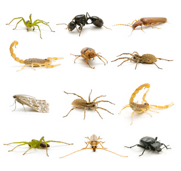 Variety of insects