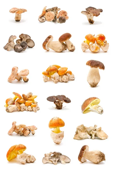 Funghi commestibili — Foto Stock