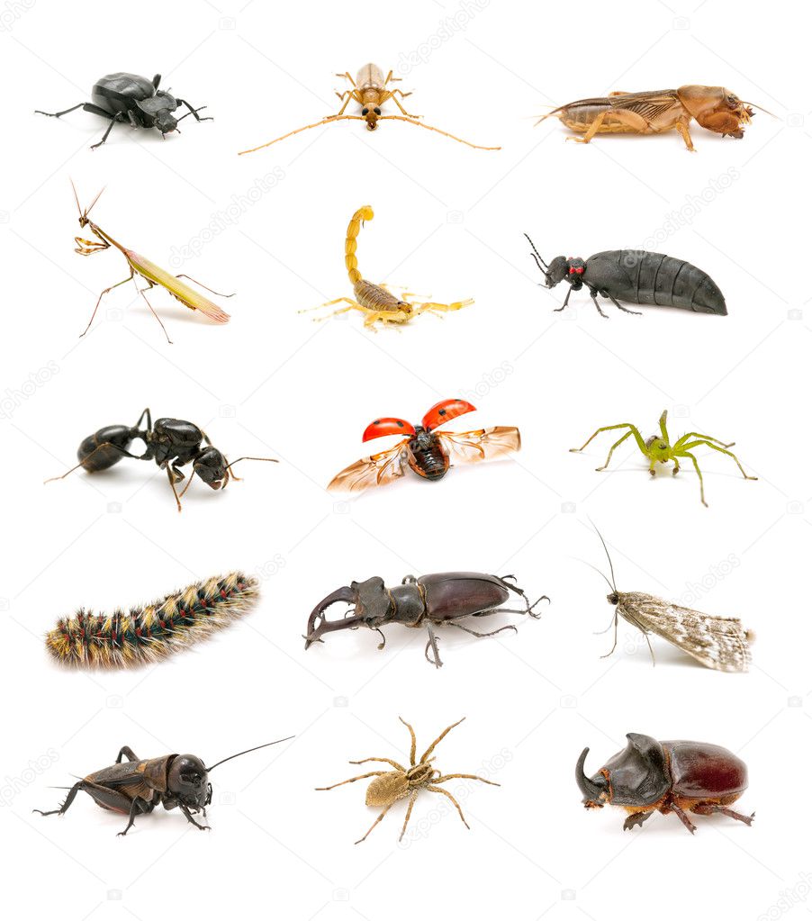 Insect collection isolated on white background