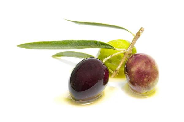 Um ramo de oliveira com três azeitonas — Fotografia de Stock