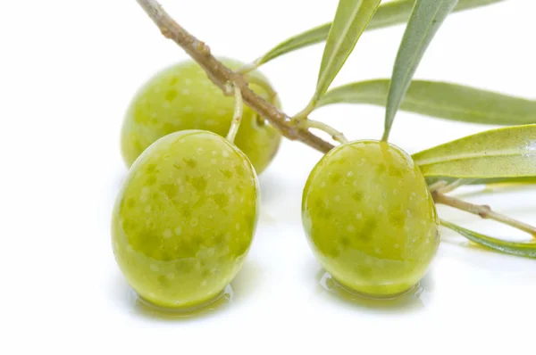 Olivová ratolest s třemi olivami — Stock fotografie
