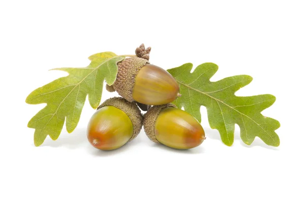 Three acorns with oak leaves — Stock Photo, Image