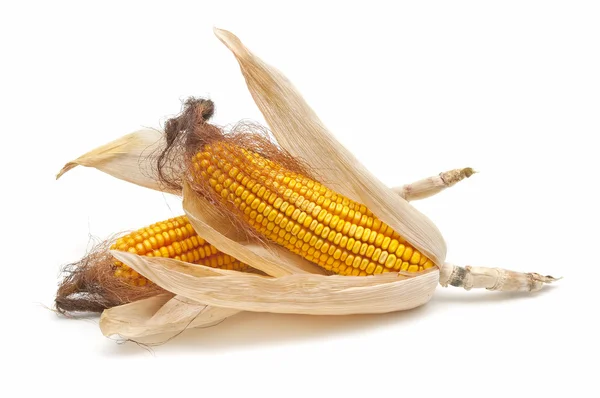 Kolba kukurydzy świeżej — Zdjęcie stockowe