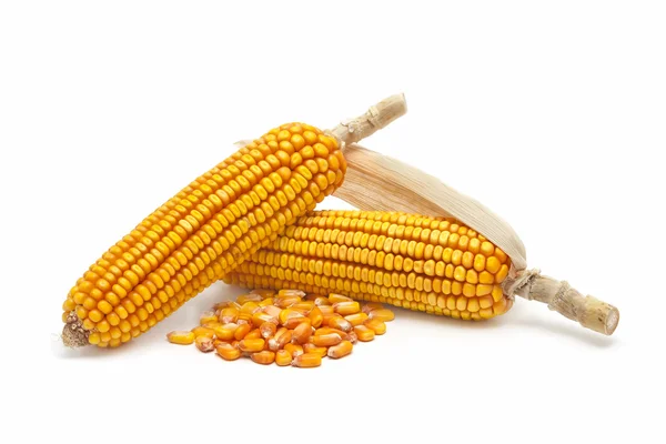 Hojas de maíz y granos de maíz — Foto de Stock