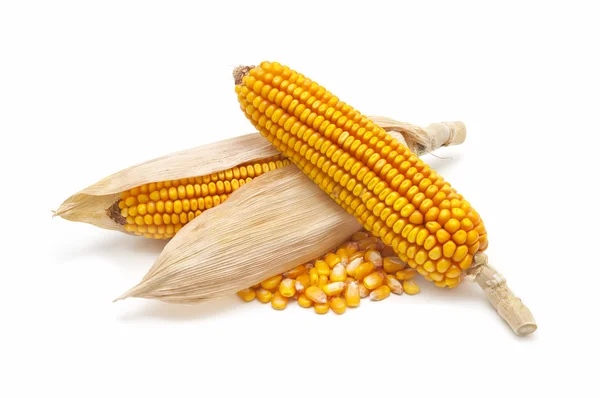 Pannocchie di mais e chicchi di mais — Foto Stock