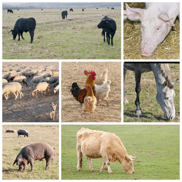 stock image Cattle