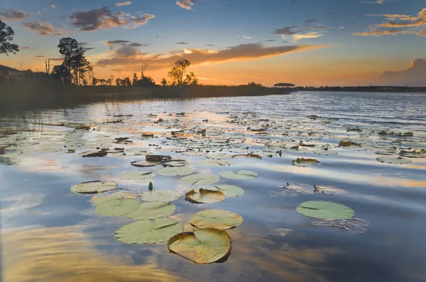 Lily Pad Sunset Royalty Free Stock Images