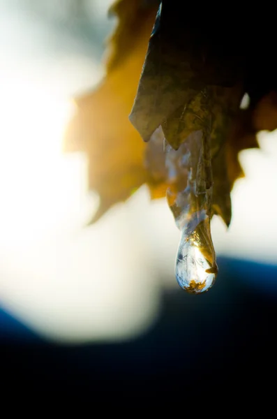 stock image Drop on the lief