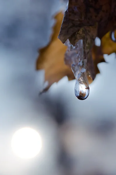 Stock image One drop on the lief