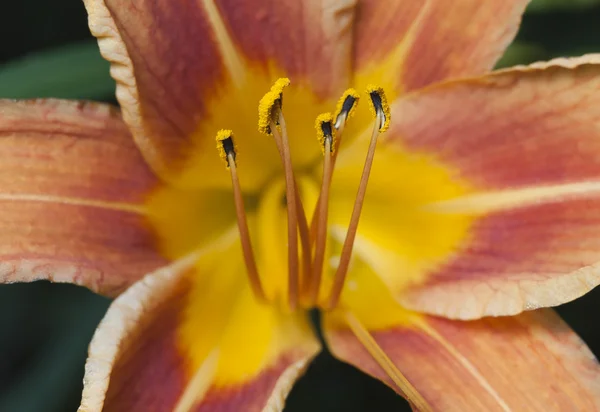 A colorful orange Day lily blooming