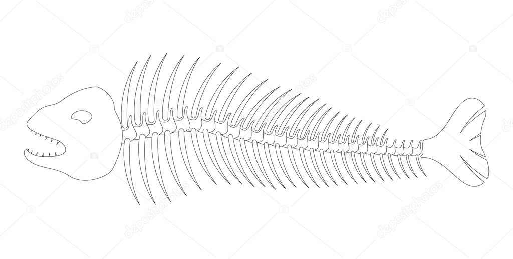 Fish bones – skeleton ⬇ Vector Image by © Jirkapravda | Vector Stock ...