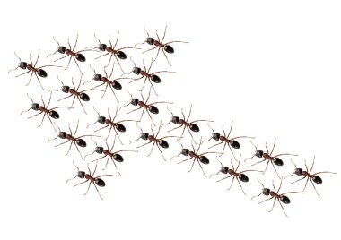 Ants discipline clipart