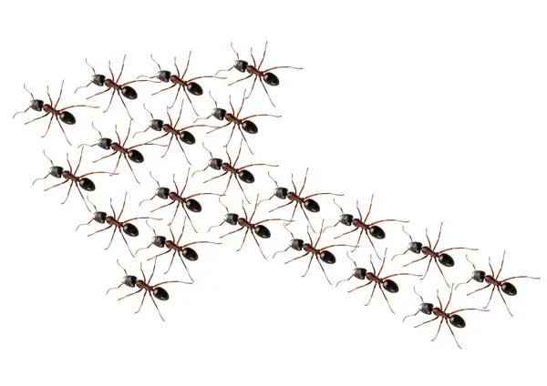 アリの規律 — ストック写真
