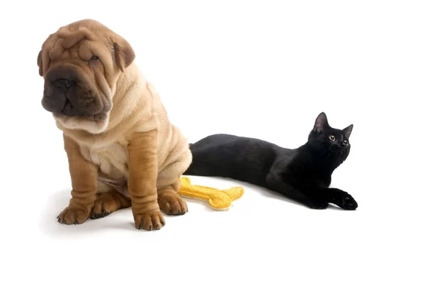 沙皮狗和猫 — 图库照片