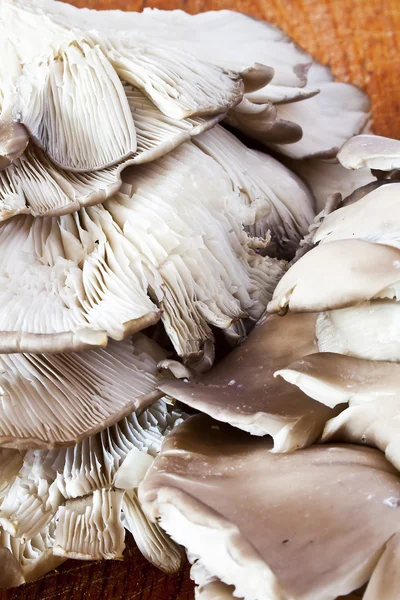 느타리속 버섯 — 스톡 사진