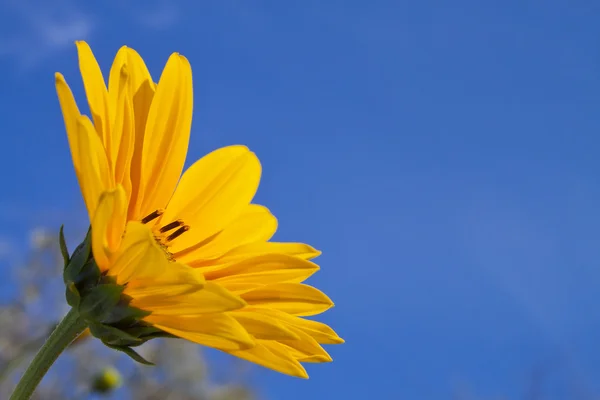 stock image Topinambur flower