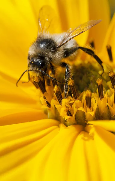 Bee on flower topinambur — Stock Photo, Image