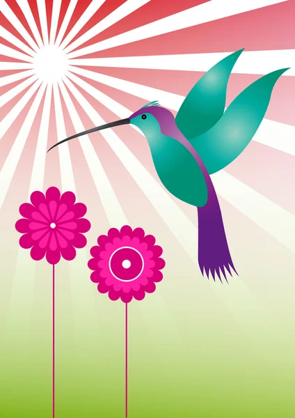 Kleurrijke kolibrie — Stockvector