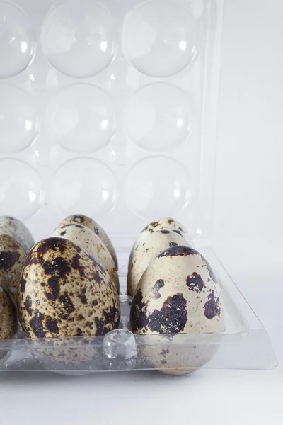 Egg quail — Stock Photo, Image