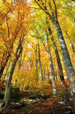 Alberi con foglie gialle autunno içinde