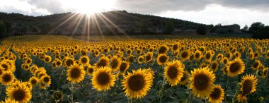 Sunflower in the light of the setting sun clipart